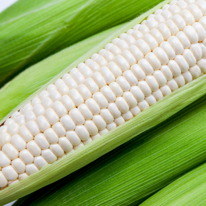 2025년 도나니 농장 미백2호 찰옥수수 반접(50개)