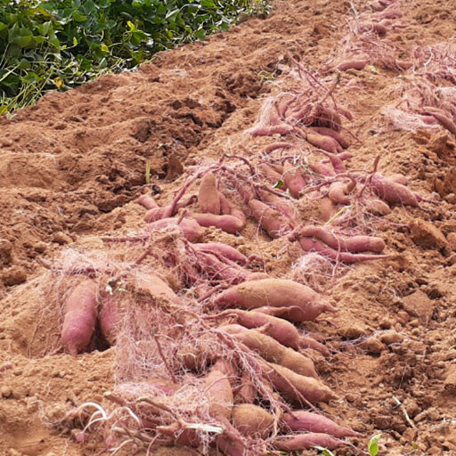 도나나농장 고구마